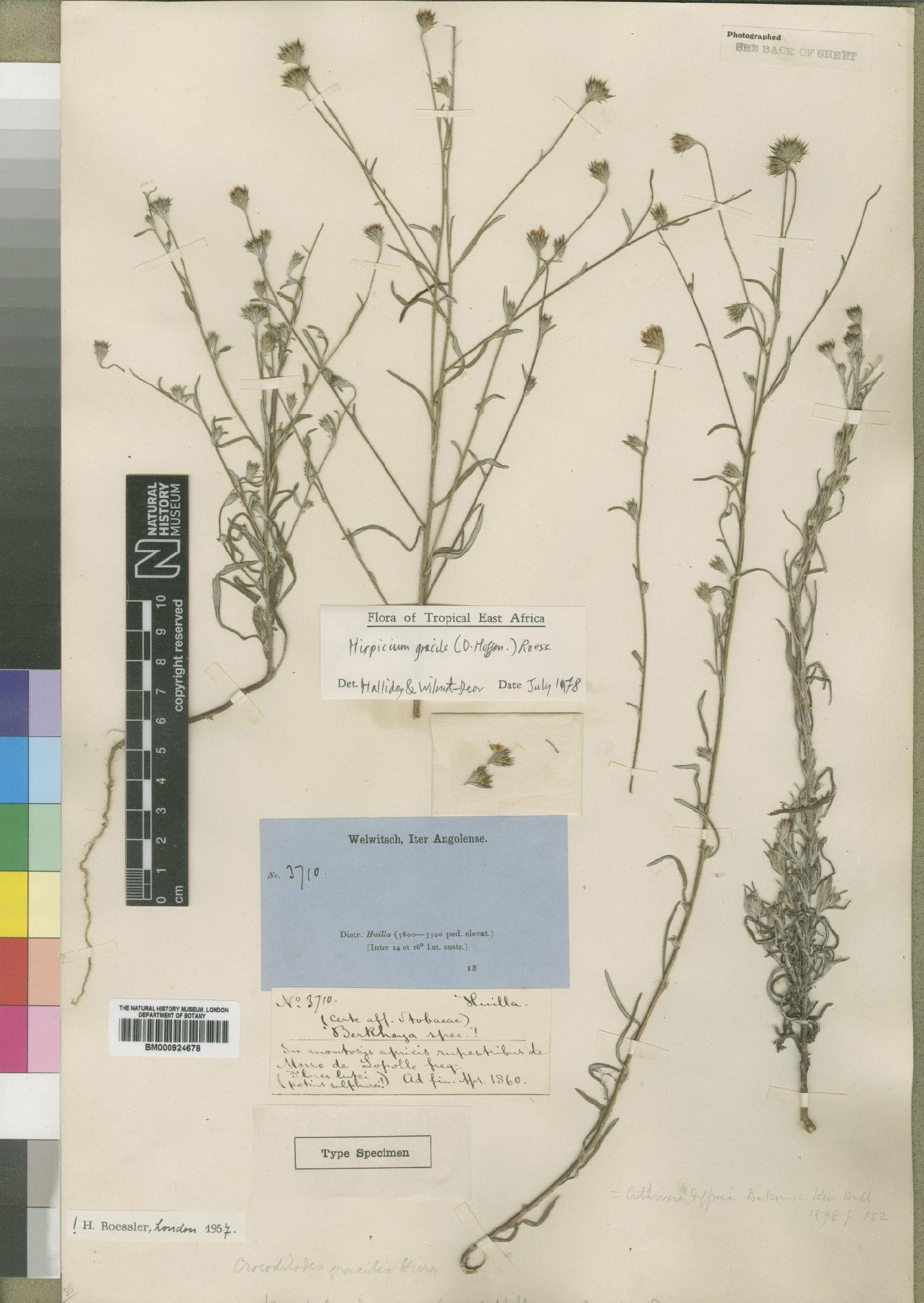 To NHMUK collection (Hirpicium gracile (O.Hoffm.) Roessler; NHMUK:ecatalogue:4553265)