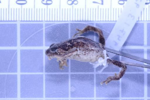 Choerophryne darlingtoni - Image of specimen 1947.1.3.92