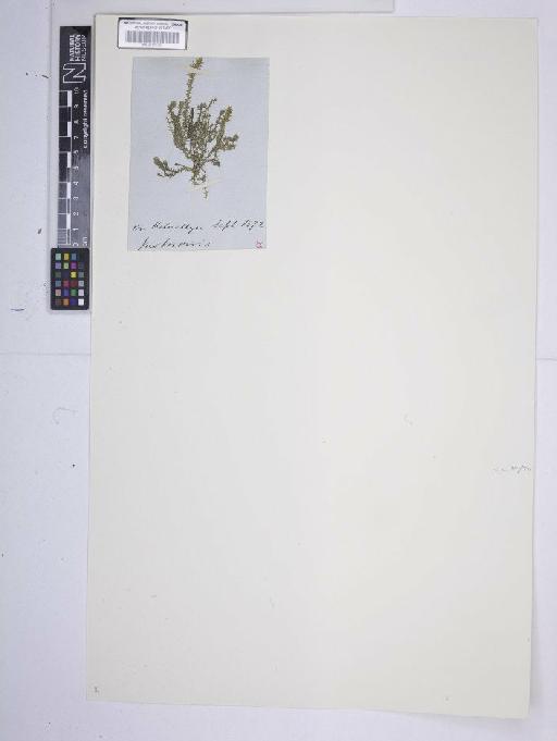 Selaginella selaginoides (L.) P.Beauv. ex Schrank & Mart. - BM001185387