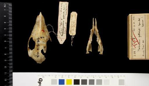 Hypsiprymnus gilbertii Gould, 1841 - 1846.4.4.47_Skull_Dorsal