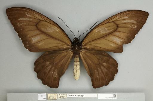 Ornithoptera priamus urvillianus Guérin-Méneville, 1829 - 013604594__