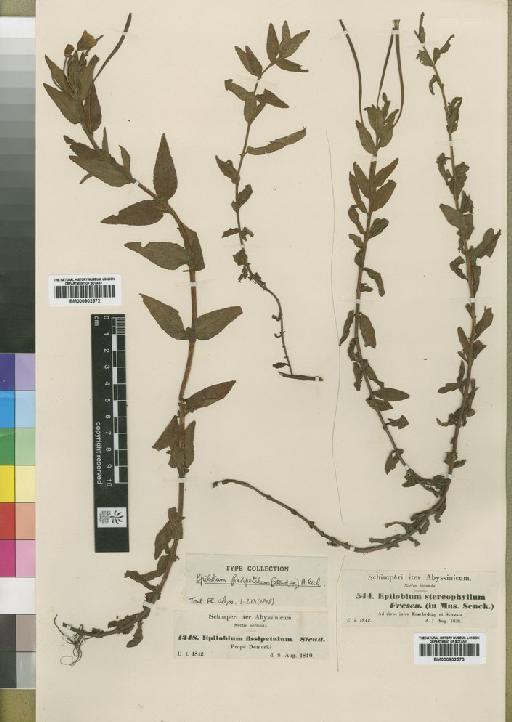 Epilobium stereophyllum Fresen. - BM000902573