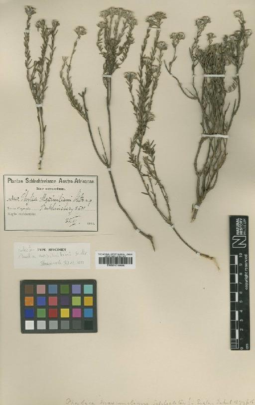 Phylica maximiliani Schltr. - BM001010894
