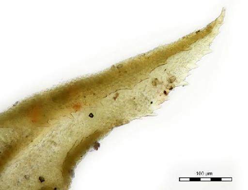 Leptodontium capituligerum Müll.Hal. - Leptodontium gracile_BM000960169tip.jpg