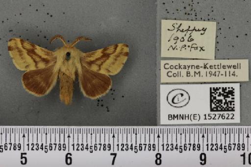 Malacosoma castrensis castrensis (Linnaeus, 1758) - BMNHE_1527622_199250