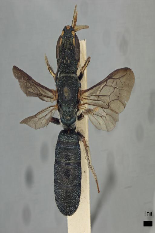 Ceratina maculifrons Smith, F., 1854 - Ceratina_maculifrons-NMHUK010266302-Type-dorsal_habitus-0_8x