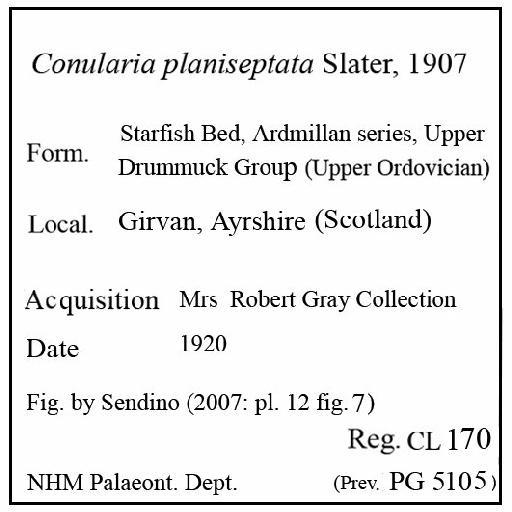 Conularia planiseptata Slater, 1907 - CL 170. Conularia planiseptata (label)