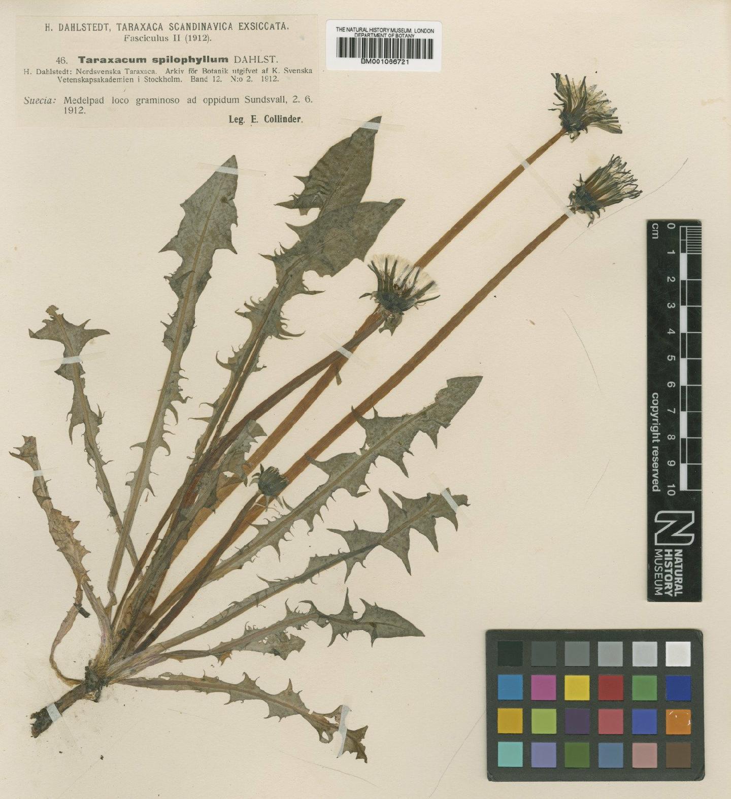 To NHMUK collection (Taraxacum spilophyllum Dahlst.; TYPE; NHMUK:ecatalogue:2230011)