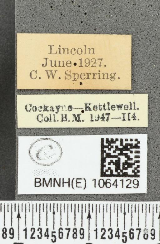 Coenonympha pamphilus ab. partimtransformis Leeds, 1950 - BMNHE_1064129_label_25293