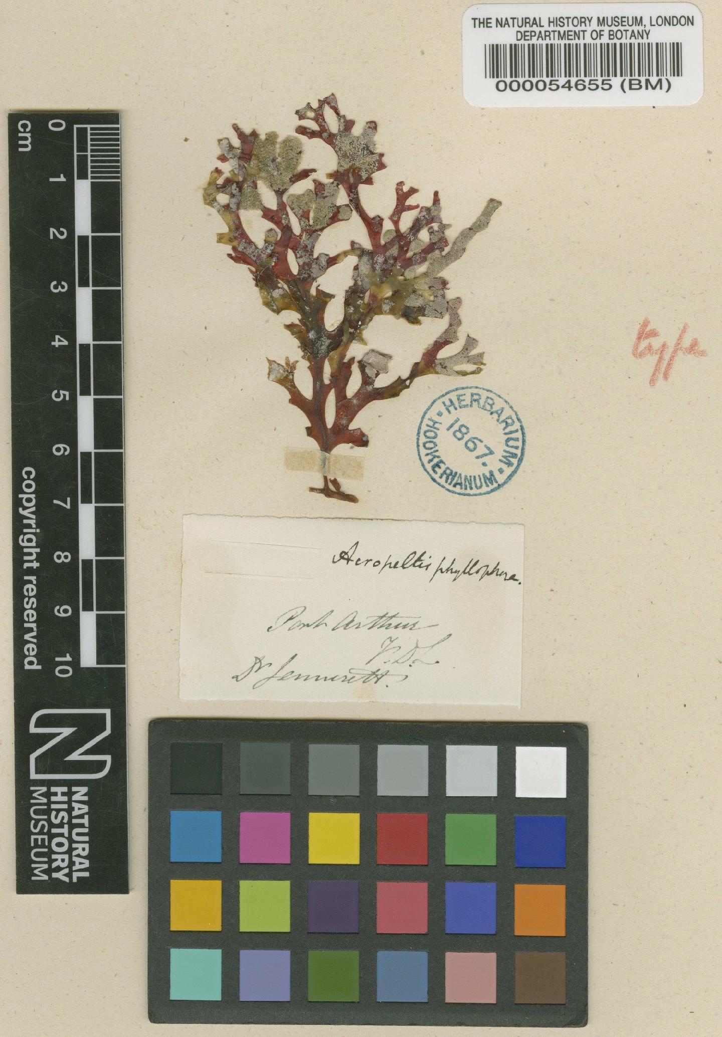 To NHMUK collection (Carpopeltis phyllophora (Hook.f. & Harv.) F.Schmitz; Holotype; NHMUK:ecatalogue:4780602)