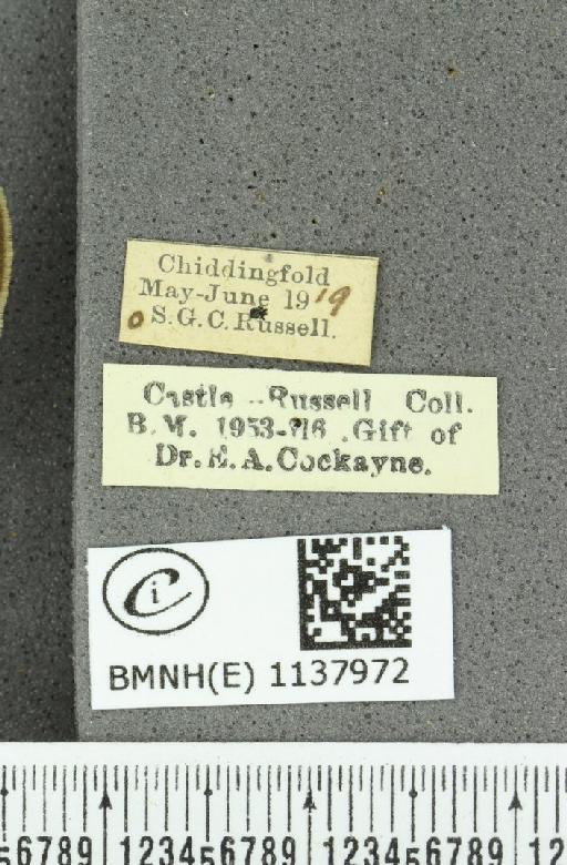 Thecla betulae ab. subunicolor Tutt, 1907 - BMNHE_1137972_label_95128