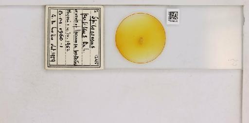 Chorizococcus pusillus De Lotto, 1961 - 010715019__