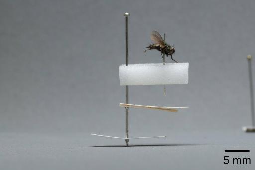 Sarcophaga (Myorhina) nigriventris Meigen, 1826 - 015091666_lateral