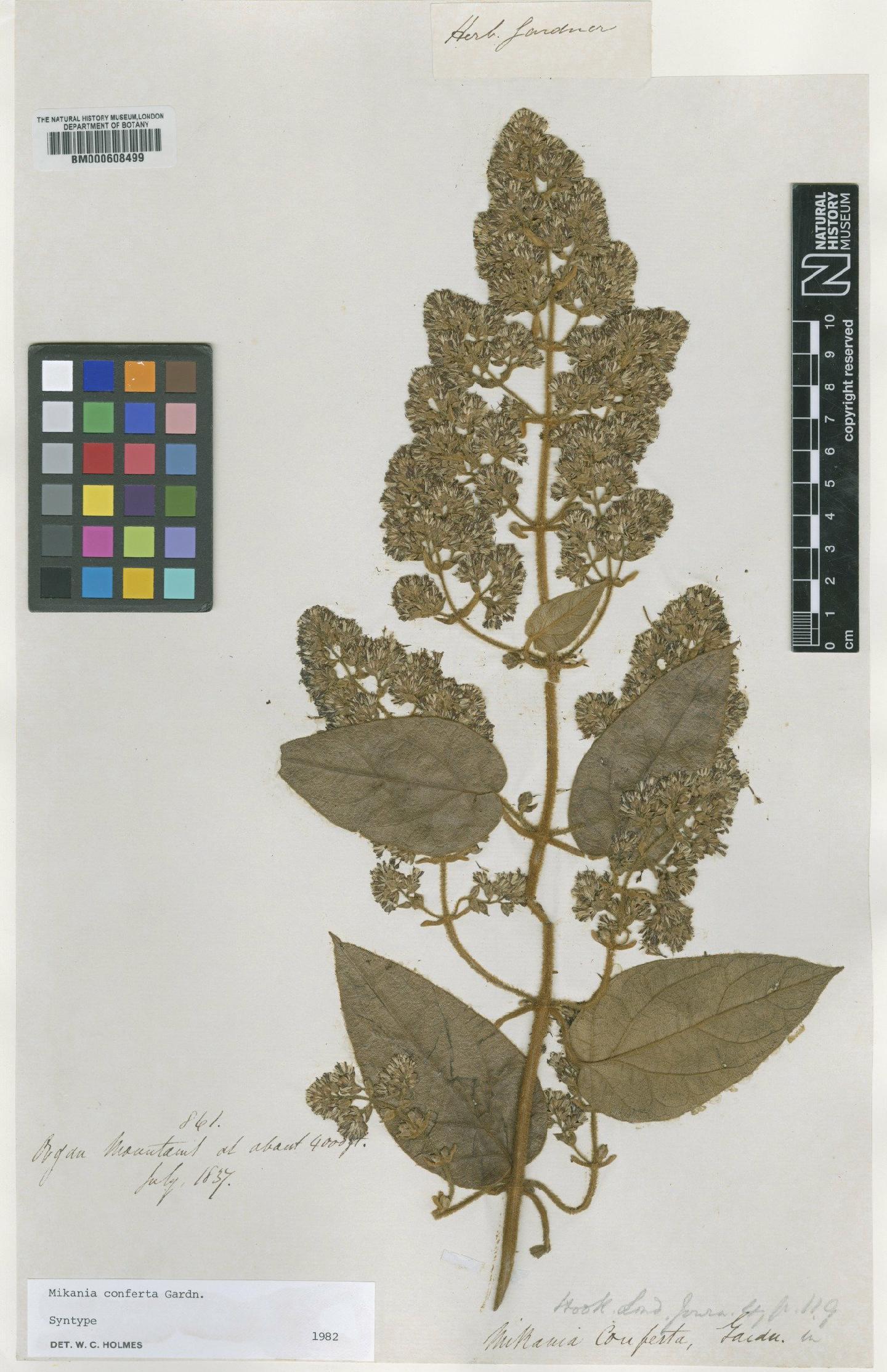 To NHMUK collection (Mikania conferta Gardner; Syntype; NHMUK:ecatalogue:4983662)