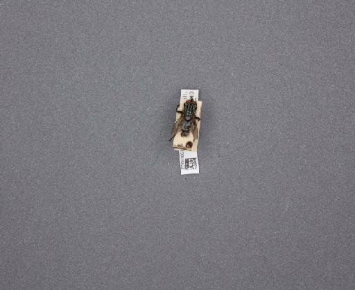 Sarcophaga (Thyrsocnema) incisilobata Pandelle, 1896 - 015093322_234562_1297059
