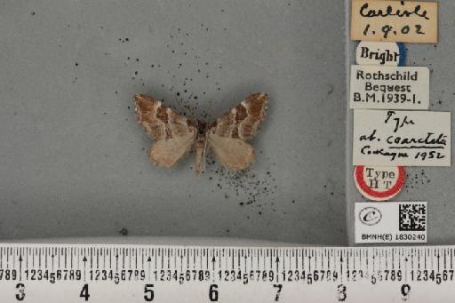 Carsia sororiata anglica ab. coarctata Cockayne, 1952 - BMNHE_1830240_405644