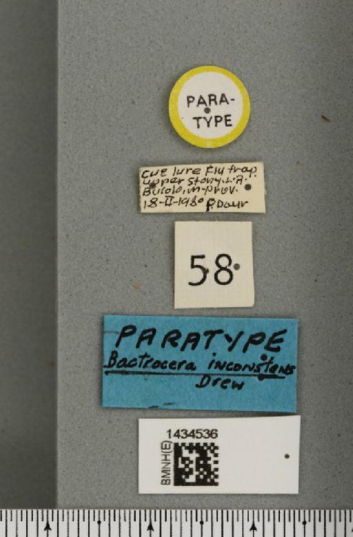 Bactrocera (Bactrocera) inconstans Drew, 1989 - BMNHE_1434536_label_28480