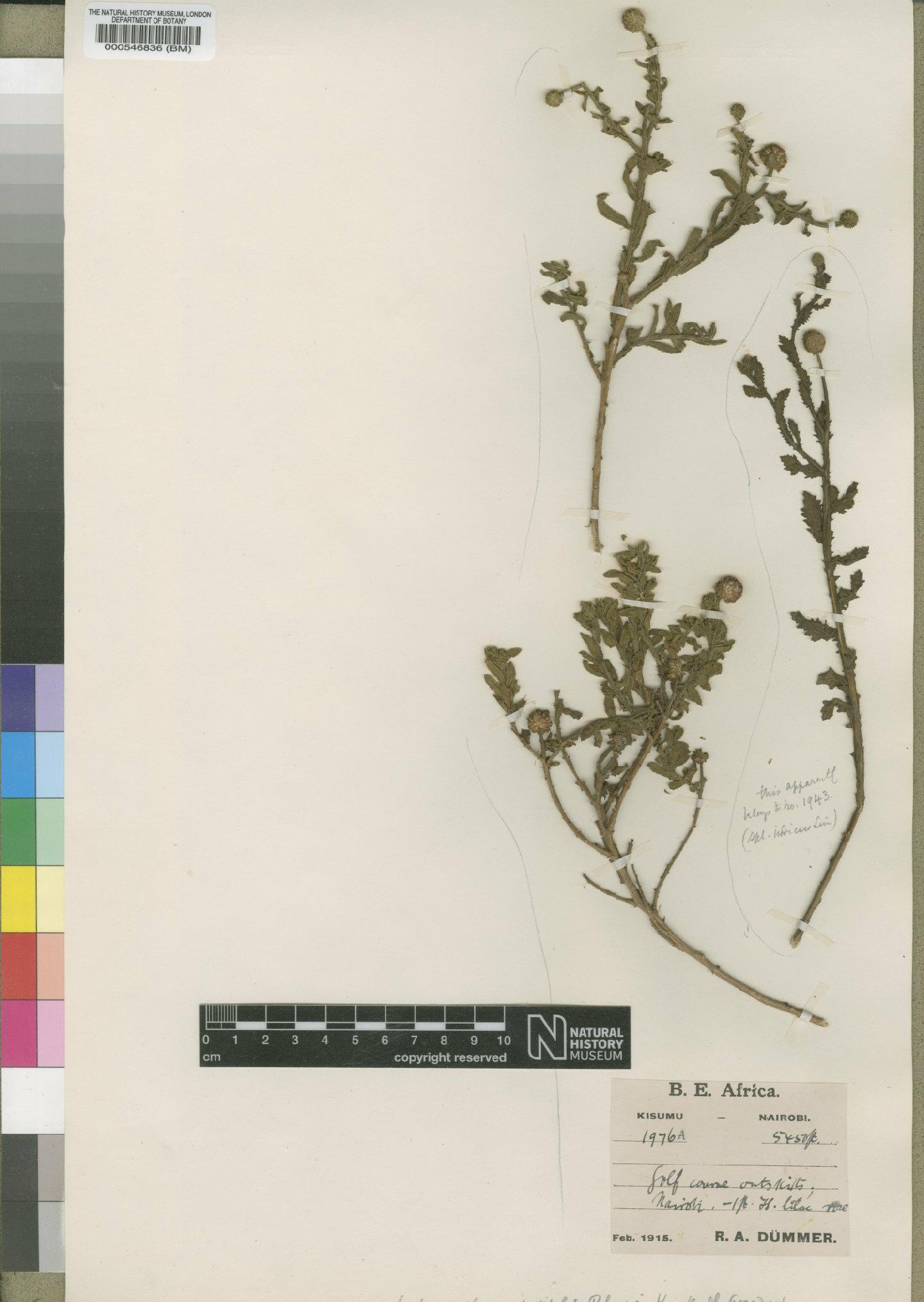 To NHMUK collection (Sphaeranthus confertifolius Robyns; Type; NHMUK:ecatalogue:4528533)