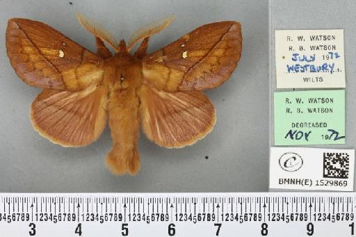 Euthrix potatoria (Linnaeus, 1758) - BMNHE_1529869_197313