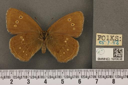 Aphantopus hyperantus ab. parvipunctata Castle-Russell, 1950 - BMNHE_1046038_22713