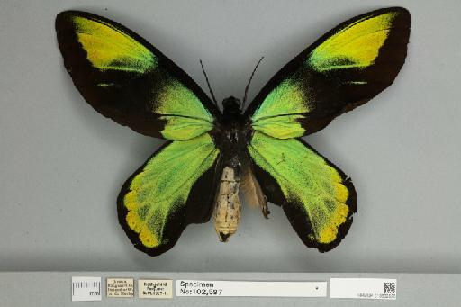 Ornithoptera victoriae regis Rothschild, 1895 - 013602528__