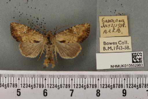 Apamea scolopacina ab. unicolor-brunnea Wagner, 1922 - NHMUK_010552983_610862