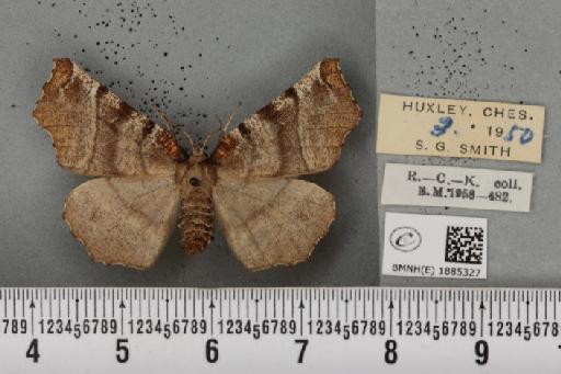 Selenia dentaria (Fabricius, 1775) - BMNHE_1885327_445254