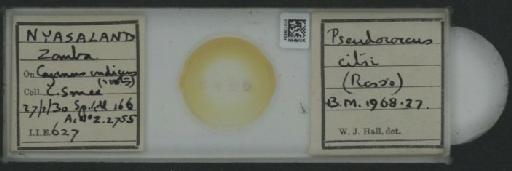 Planococcus citri Risso, 1813 - 010139834_117588_1101300