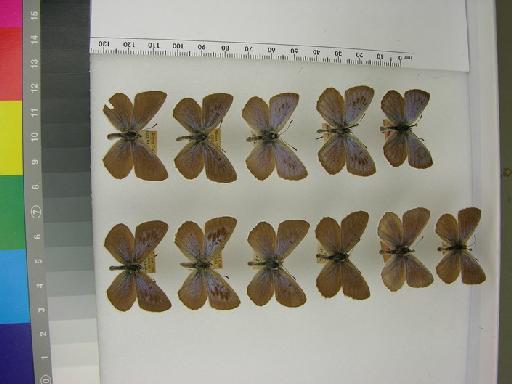 Maculinea arion uralensis (Elwes, 1899) - BMNHE 1054388 Maculinea arion uralensis syntypes series