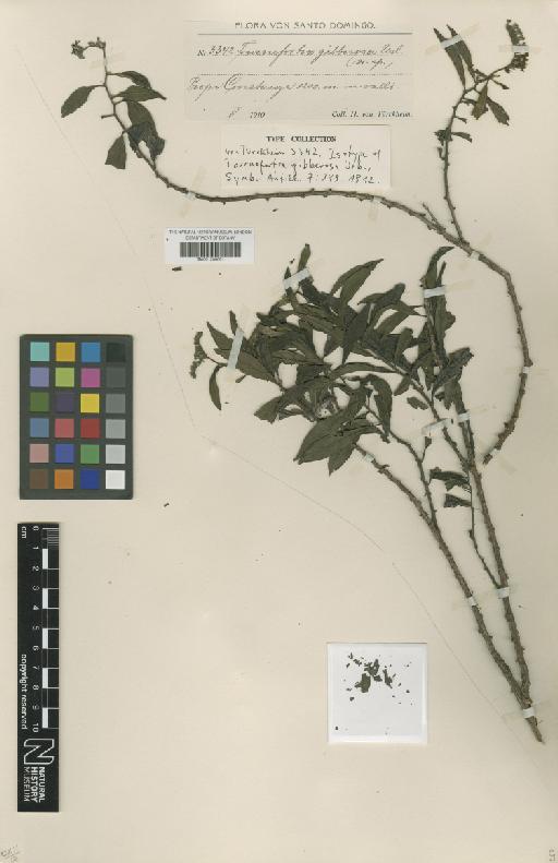Tournefortia gibberosa Urb. - BM001209061