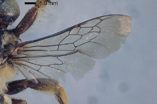 Centris fasciata Smith, F., 1854 - Centris fasciata type 17b934 BMNH(E)969530 wings right.jpg