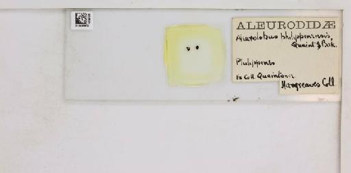 Aleurolobus philippinensis Quaintance & Baker, 1917 - 013486970_117691_1091607_157882_Type