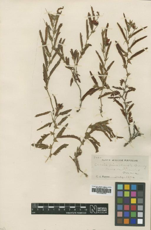 Chamaecrista flexuosa var. flexuosa - BM000952122