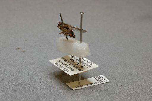 Episyrphus balteatus (De Geer, 1776) - 012516459_additional_2