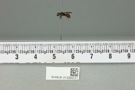 Ceratina (Ceratinidia) bryanti Cockerell, 1919 - 013385077___2