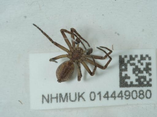 Philodromus collinus C.L. Koch, 1835 - 014449080_1