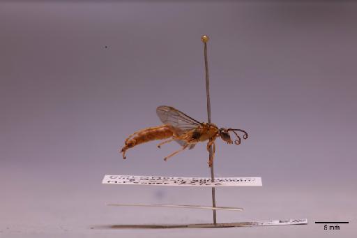 Mischocyttarus chanchamayoensis Richards, 1978 - 013632795_lateral