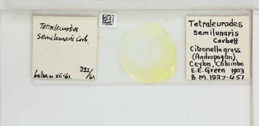 Crescentaleyrodes semilunaris Corbett, 1926 - 013500265_117713_1091979_157852_Type
