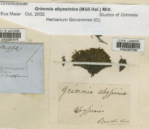 Grimmia abyssinica (Müll.Hal.) Mitt. - BM000667980