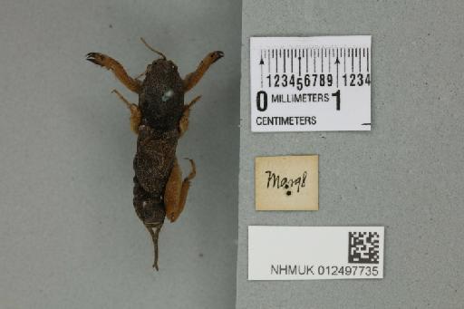 Gryllotalpa fulvipes Saussure, 1877 - 012497735_reverse_1