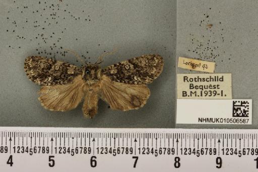 Acronicta rumicis (Linnaeus, 1758) - NHMUK_010506587_564225