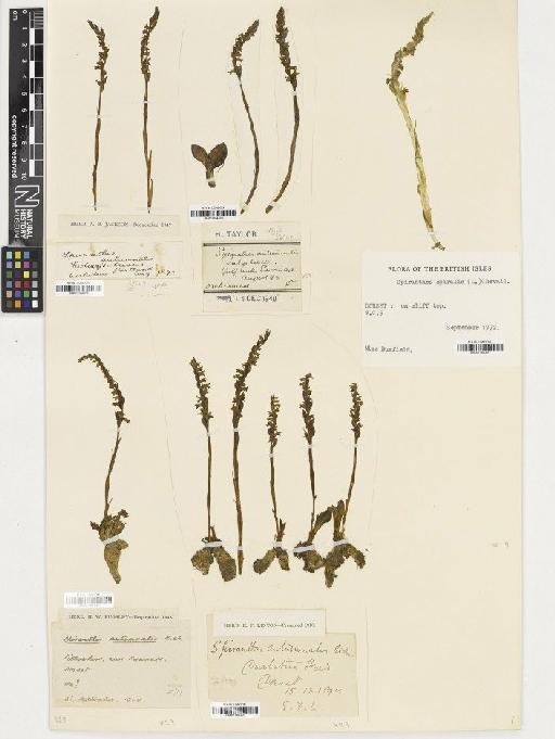 Spiranthes spiralis (L.) Chevall. - BM001164302