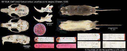 Rattus rattus luxuriosus Chasen, 1935 - NHMUK 1947.1442 Rattus rattus luxuriosus Holotype Figureplate