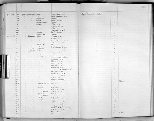 Cypraea (Cribraria) melwardi (Iredale) - Zoology Accessions Register: Mollusca: 1938 - 1955: page 202