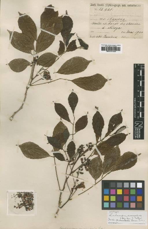 Lonchocarpus peninsularis (Donn.Sm.) Pittier - BM000931884