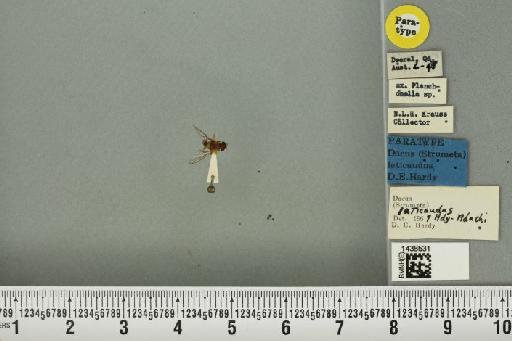 Bactrocera (Bactrocera) laticauda (Hardy, 1950) - BMNHE_1438531_32498