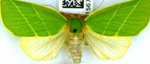 Bena bicolorana (Fuessly, 1775) - BMNH(E)_1567812