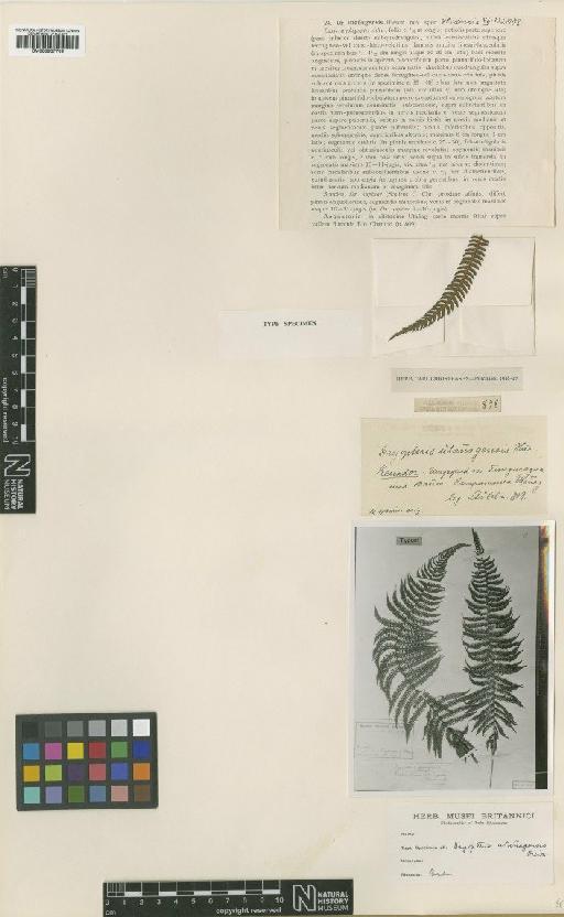 Amauropelta utanagensis (Hieron.) Pic.Serm. - BM000937709