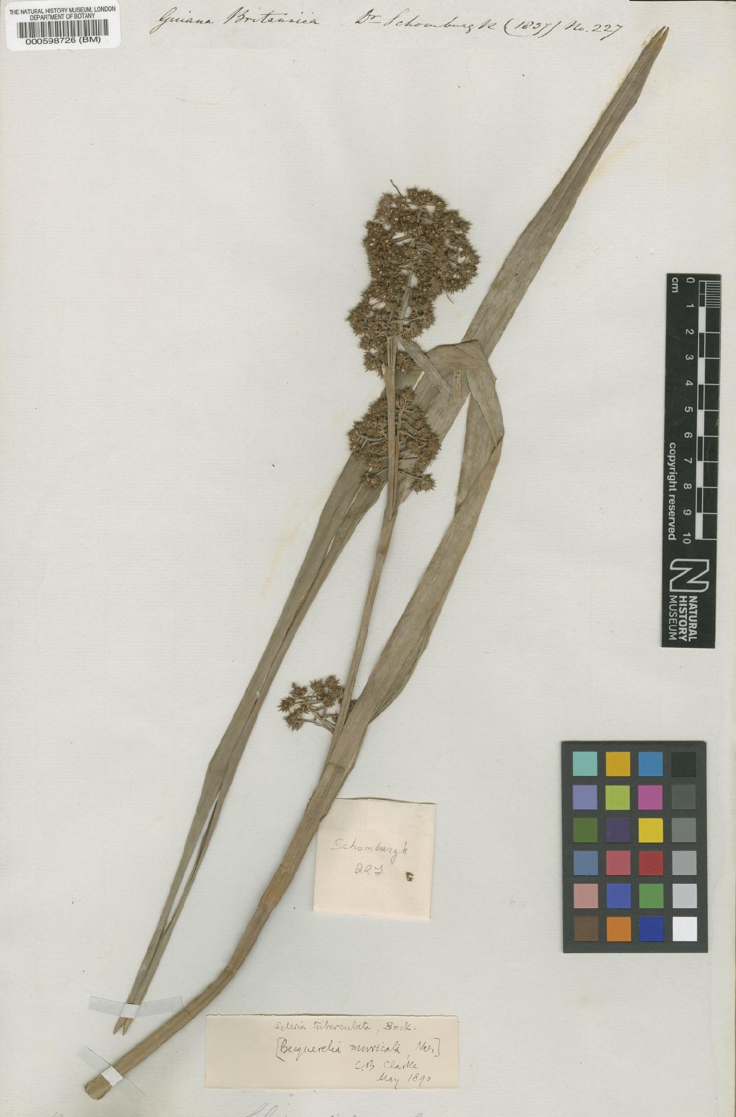 To the Natural History Museum, London (Becquerelia tuberculata (Boeckeler) H.Pfeiff. BM000598726 type 1)