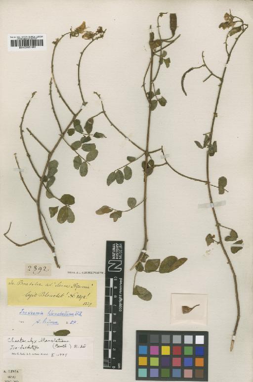 Chaetocalyx blanchetiana (Benth.) Rudd - BM000931582